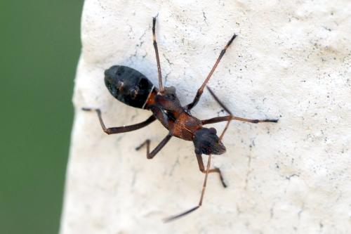 Réf. 325 070 : Alydus calcaratus